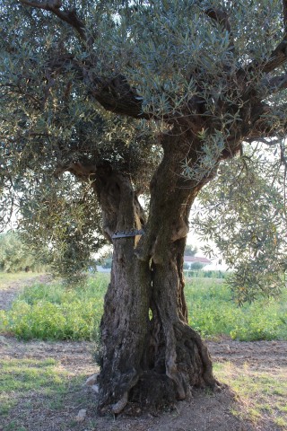 olivo