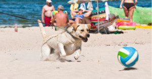 cane-in-spiaggia