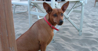 cane-in-spiaggia