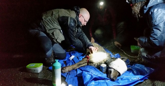 L'apposizione del radiocollare