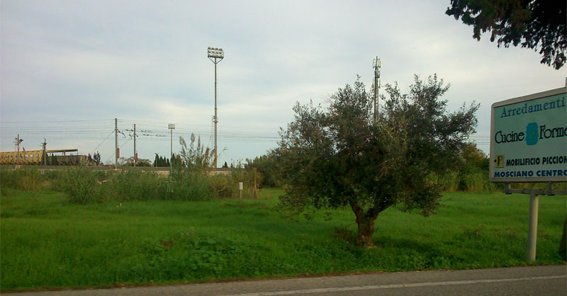Piante di ulivo comunali