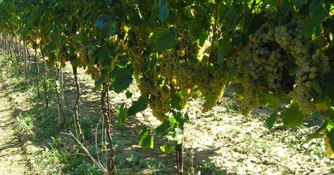 Vendemmia 2015 in abruzzo