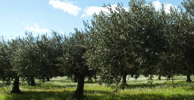 Olivicoltura, a Loreto convegno sulle novità legislative