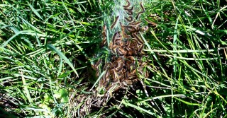 Processionaria nel verde