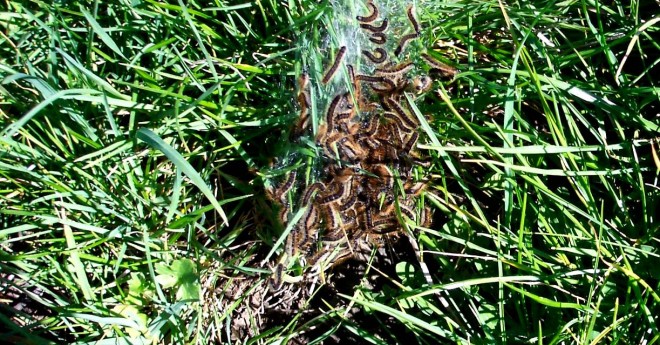 Processionaria nel verde