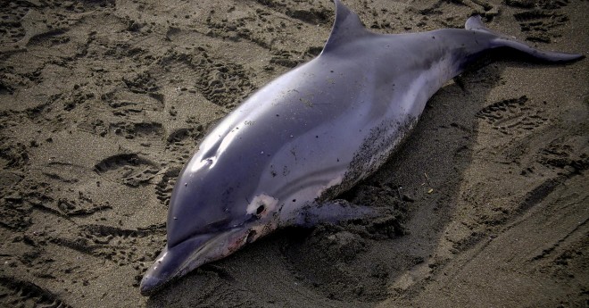Delfino spiaggiato