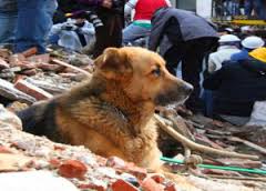 Pluto tra le macerie dell'Aquila