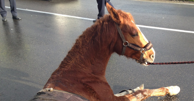 Cavallo sull'asse