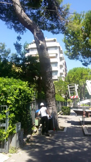 Piantumazione viale Regina Margherita