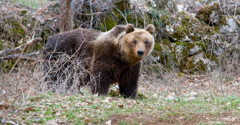 Orso marsicano