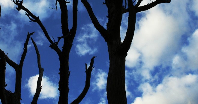 alberi-bacheca