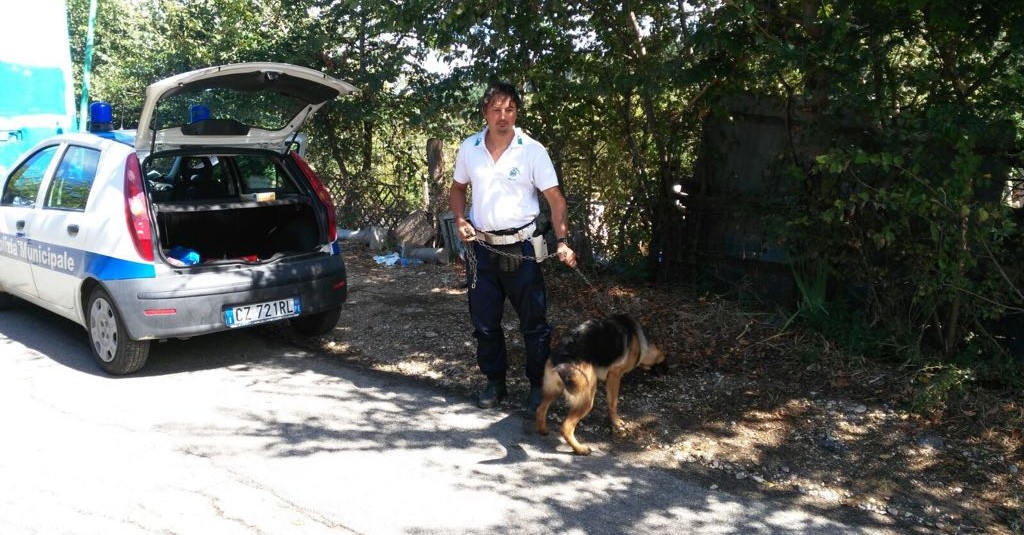 Pastore tedesco ritrovato dai vigili