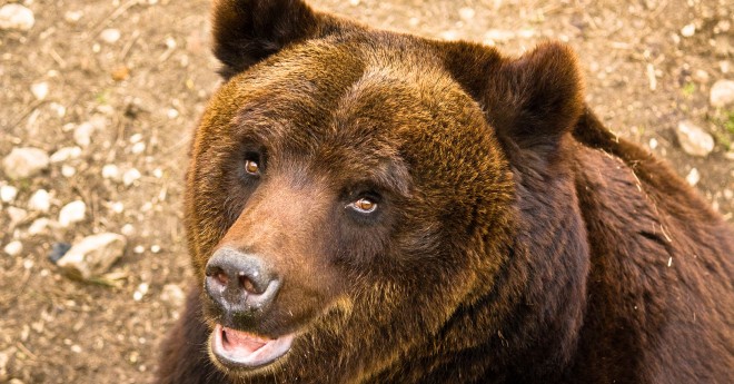 orso_bruno_marsicano
