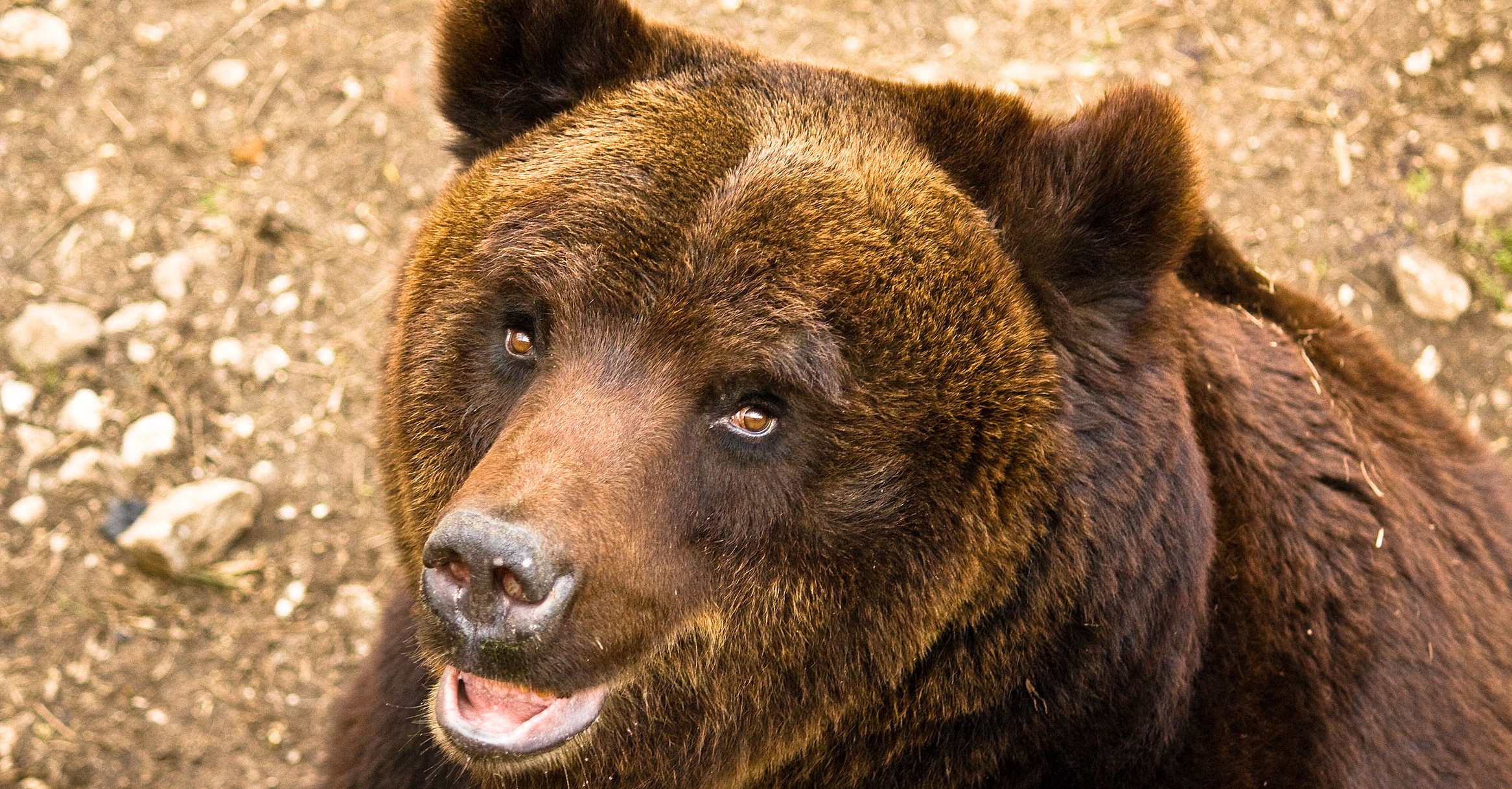 orso_bruno_marsicano
