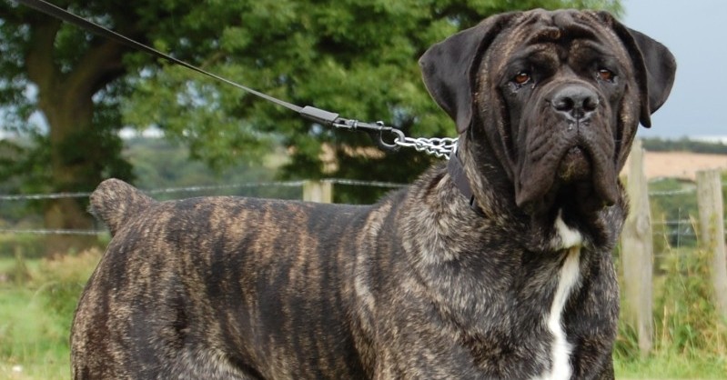 cane-corso
