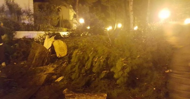 Alberi pericolosi, cade un pino in via Scarfoglio