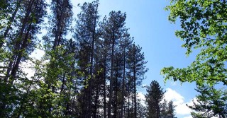 Green Christmas Trees, alberi contro emissioni CO2