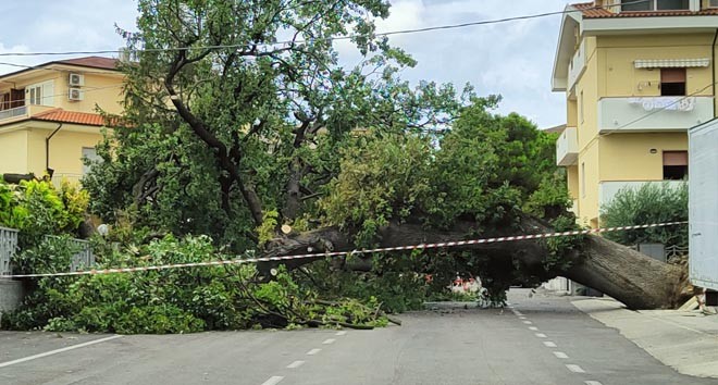 quercia secolare caduta
