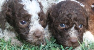 lagotto