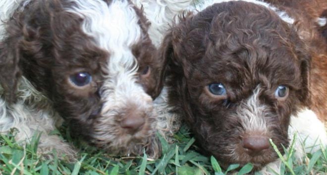 lagotto