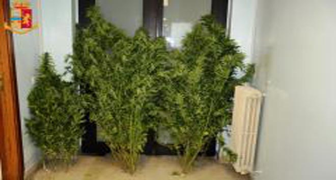 marijuana