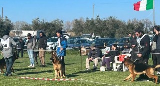 raduno pastori tedeschi roseto