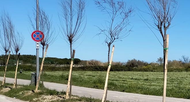 alberi a pineto