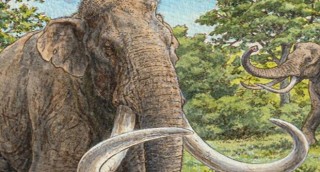 mammut