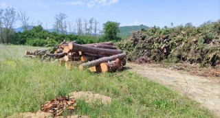 strage di alberi l'aquila
