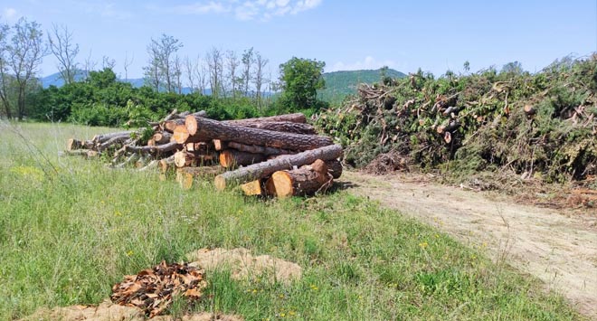 strage di alberi l'aquila