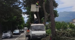 AQ taglio alberi