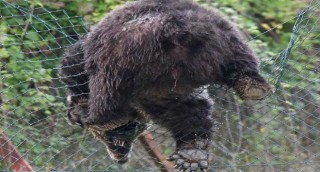 orso che scavalca rete