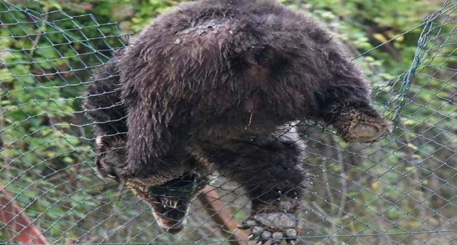 orso che scavalca rete