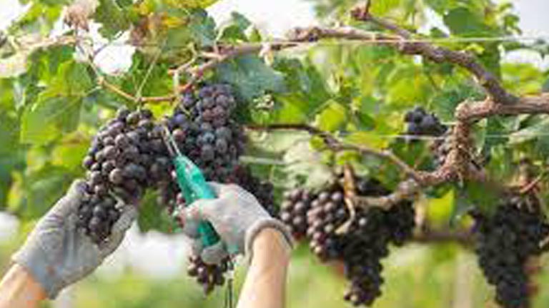 vendemmia