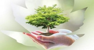 dona un albero a pineto