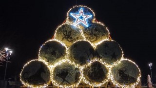 albero di fieno