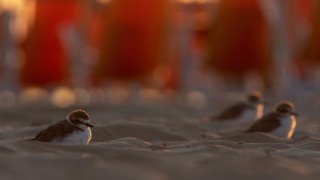 Progetto Salvafratino