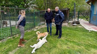 dog village a montesilvano