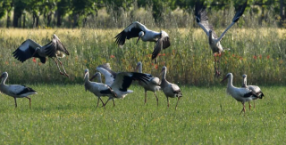 Schermata 2023-05-24 alle 17.14.03