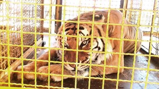tigre