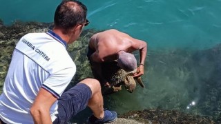 salvataggio tartaruga