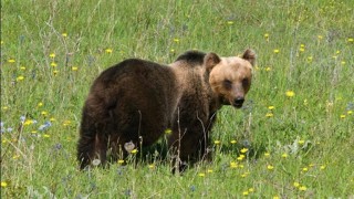 orso marsicano