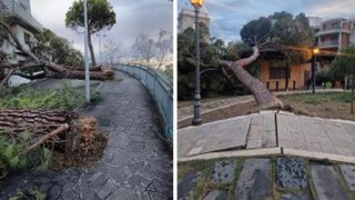 alberi caduti a silvi e vasto