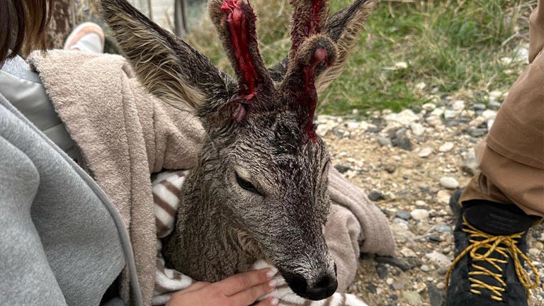 Capriolo salvato in mare a Fossacesia