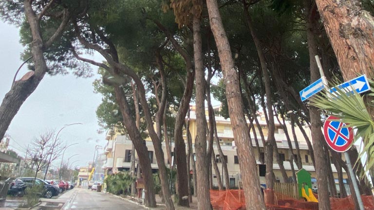 Roseto viale alberato