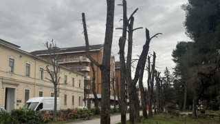 Sulmona, taglio alberi