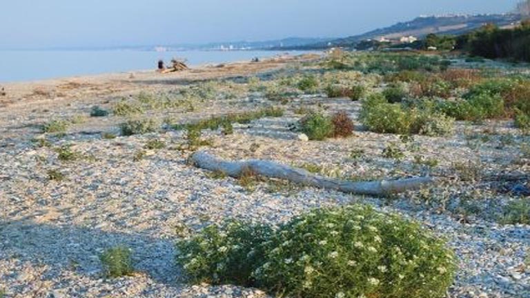 Un litorale da custodire a Pineto
