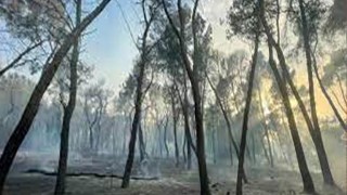 incendio-pineta-pescara