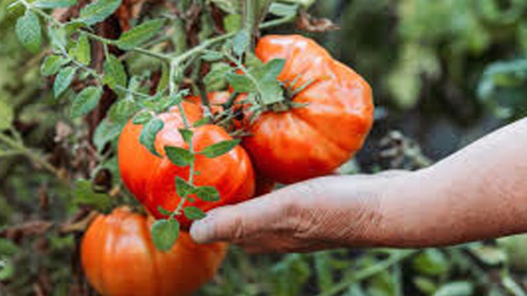 Il pomodoro a pera d'Abruzzo sale in cattedra