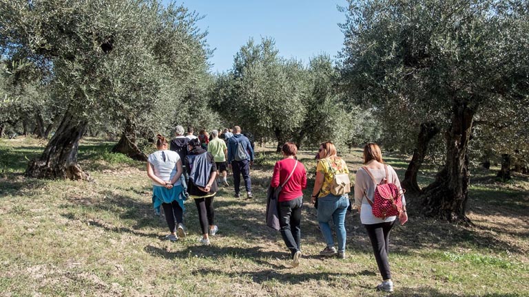 In Abruzzo salvare un oliveto salva la vita